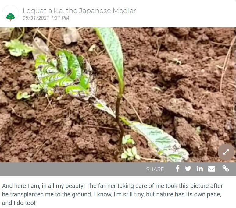 seedling of tree planted in soil NFT